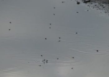 Mouches, moustiques et mare d’eau au temps de peyi lòk