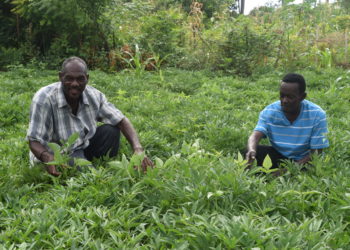 COVID-19 et Sécurité Alimentaire : Appui de la FAO au Gouvernement Haïtien pour en atténuer l’impact