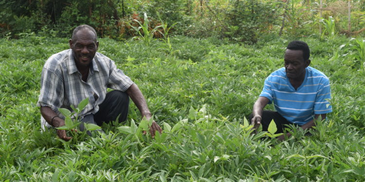 COVID-19 et Sécurité Alimentaire : Appui de la FAO au Gouvernement Haïtien pour en atténuer l’impact