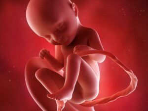 Image d'un bébé au stade in utero