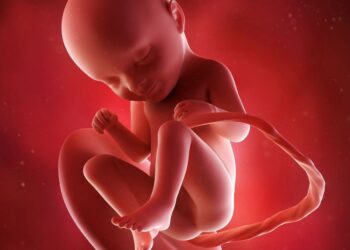 Image d'un bébé au stade in utero