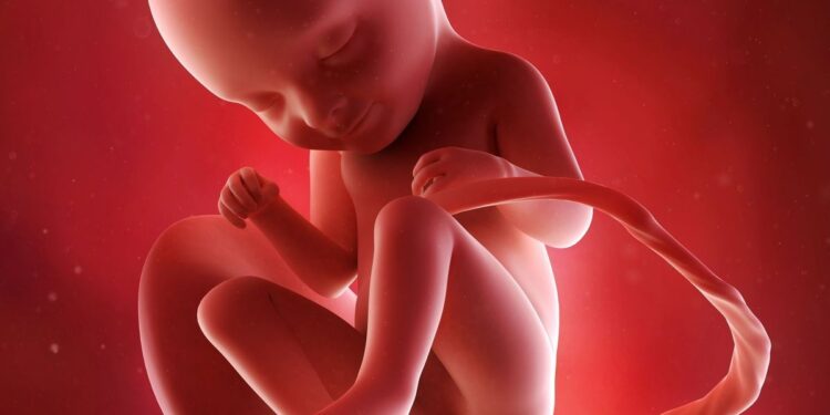 Image d'un bébé au stade in utero
