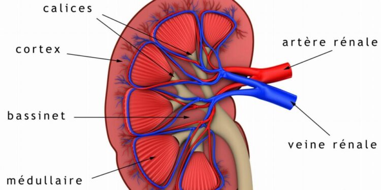 Journaliste, vous êtes invité à la Journée mondiale du rein